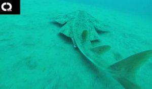 Un requin très rare filmé par un plongeur... Images magnifiques