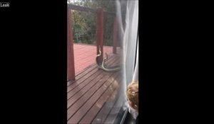 Quand  2 pythons se disputent sur la terrasse de ta maison en australie