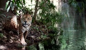 Mexique: le nombre de jaguars en hausse de 20%