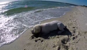 Ce chien est furieux qu'une vague ait rebouché son trou dans le sable