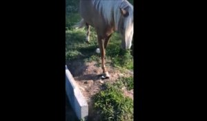 Un cheval n'a pas vu l'oiseau et splashhh