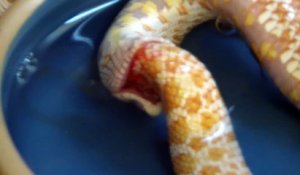 Ce serpent se mange lui-même. Mysterieux
