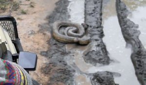 Un python énorme bloque la route à ces touristes en jeep pendant un safari
