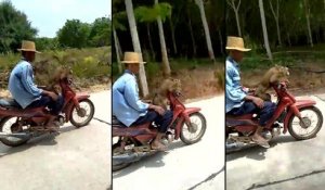 Un singe qui conduit une moto