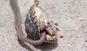 Un serpent tente de dévorer une tortue de l’intérieur mais attendez la fin