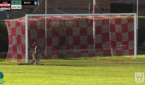 Australie : Un kangourou s'installe sur un terrain pendant un match de foot (Vidéo)