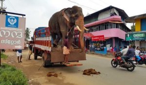 Pas facile de descendre d'un camion quand on est un éléphant