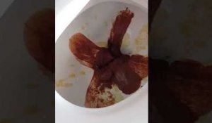 Mousse au chocolat dans la cuvette des toilettes (Israël)