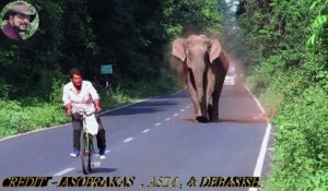 Ce cycliste a eu la peur de sa vie en se faisant pourchasser par un éléphant en colère