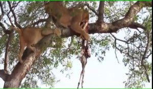 1 lion et 2 lionnes se retrouvent dans un arbre pour manger