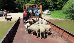 Embarquez avec quatre-vingt moutons pour une île au centre du lac de Madine