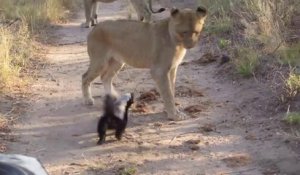 Des lions s'en prennent à 2 ratels mais les petites bêtes sont plus féroces qu'on le pense