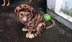 Ce chien magnifique à l'air d’être croisé avec un tigre