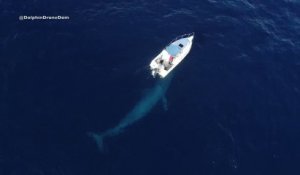 Une baleine bleue rend visite à un bateau... Moment magique