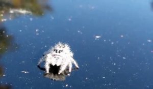 La Phidippus otiosus, une araignée tellement adorable