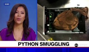 TSA agents find python hidden in hard drive