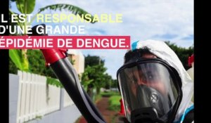Dengue : La Réunion en pleine épidémie malgré l'hiver
