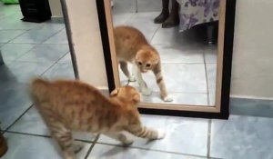 Ce chat a vraiment peur de son reflet... Et c'est juste HILARANT