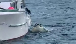 Une orque veut faire un bisou à un chien sur un bateau