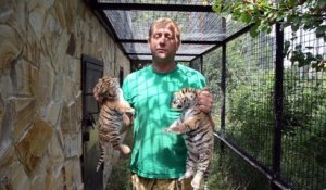 Il présente 2 bébés tigres à leur mère.