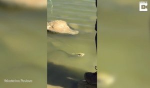 Un serpent capture un couple de grenouilles en pleine action... Double repas