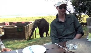 Un éléphant vient perturber un repas de touristes au Zimbabwe