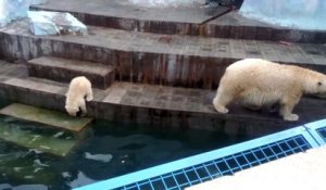 Le premier bain de ce bébé ours polaire est tellement mignon