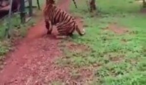 Regardez la détente de ce tigre qui saute pour attraper un bout de viande