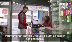 Cannabis récréatif en pharmacie: un an après, bilan en Uruguay