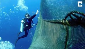 Un plongeur vient sauver une baleine piégée dans un filet de peche