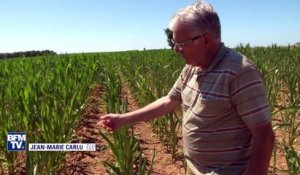 Canicule: la sécheresse menace les agriculteurs du Nord