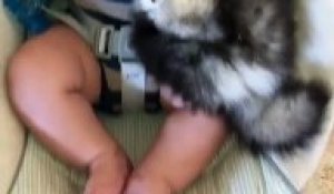 Ce Bebe Chien Policier A Un Grand Avenir Dans La Police Sur Orange Videos