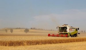 Allemagne : les ravages de la sécheresse dans l'agriculture