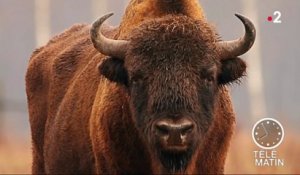 Faune - Le bison d’Europe