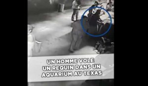 Un homme vole un requin dans un aquarium à San Antonio