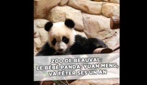 Le bébé panda Yuan Meng va fêter ses un an au zoo de Beauval