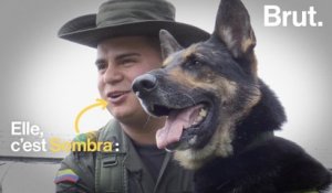 Colombie : la tête d'un chien renifleur de drogue mise à prix