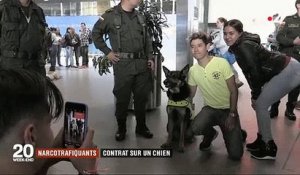 La tête d'une chienne mise à prix par des trafiquants de drogues en Colombie - Regardez
