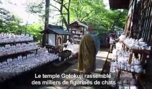 Au Japon, un temple du chat fait fureur sur les réseaux sociaux