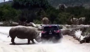 Un rhinocéros en rut attaque une voiture (Mexique)