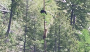 Un Ours mâle et Ours femelle se poursuit dans un arbre