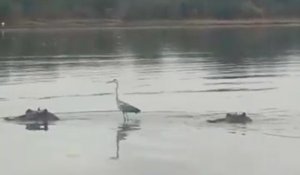 Un héron surfe sur le dos d'un hippopotame en Afrique du Sud