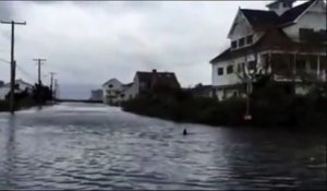 Un requin nage au milieu d'une ville pendant les inondations