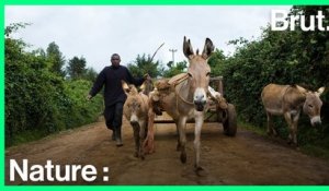 Afrique : les ânes sont la nouvelle cible des braconniers