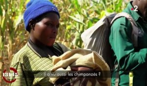 Les néonicotinoïdes pourraient être responsables de malformations chez un tiers des chimpanzés en Ouganda