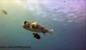 Un poisson globe demande des calins à un plongeur