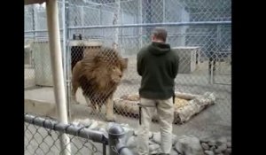Le plus gros lion du monde... Impressionnant