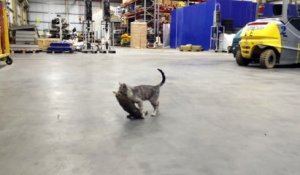 Un Chat Se Deguise Seul En Lapin Sur Orange Videos