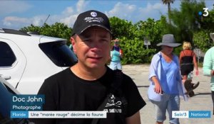 Floride : une "marée rouge" décime la faune