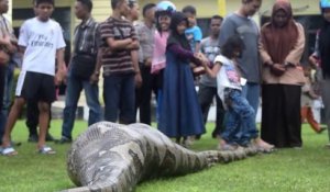 Un python de 6m en pleine digestion découvert en inde